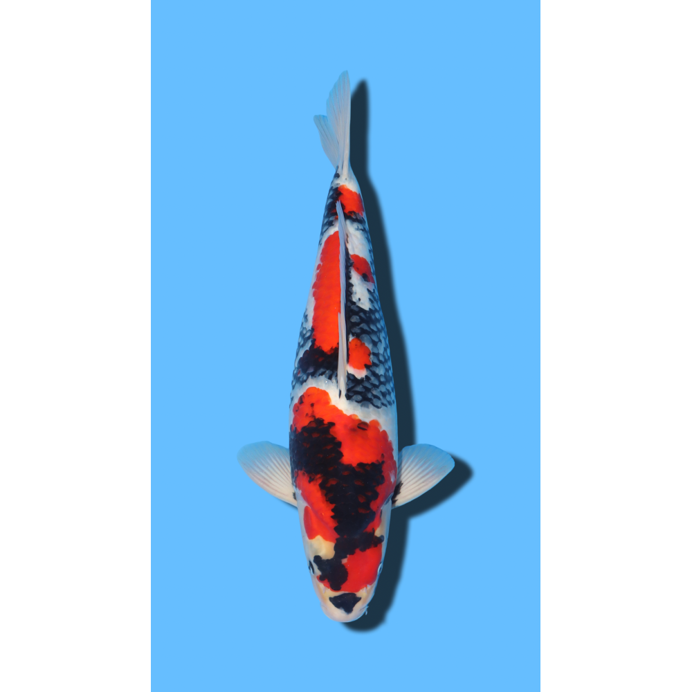 SHOWA nisai Kaze Koi Farm