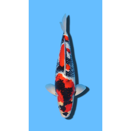SHOWA nisai Kaze Koi Farm
