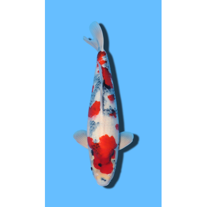 KINDAI SHOWA nisai Kaze Koi Farm