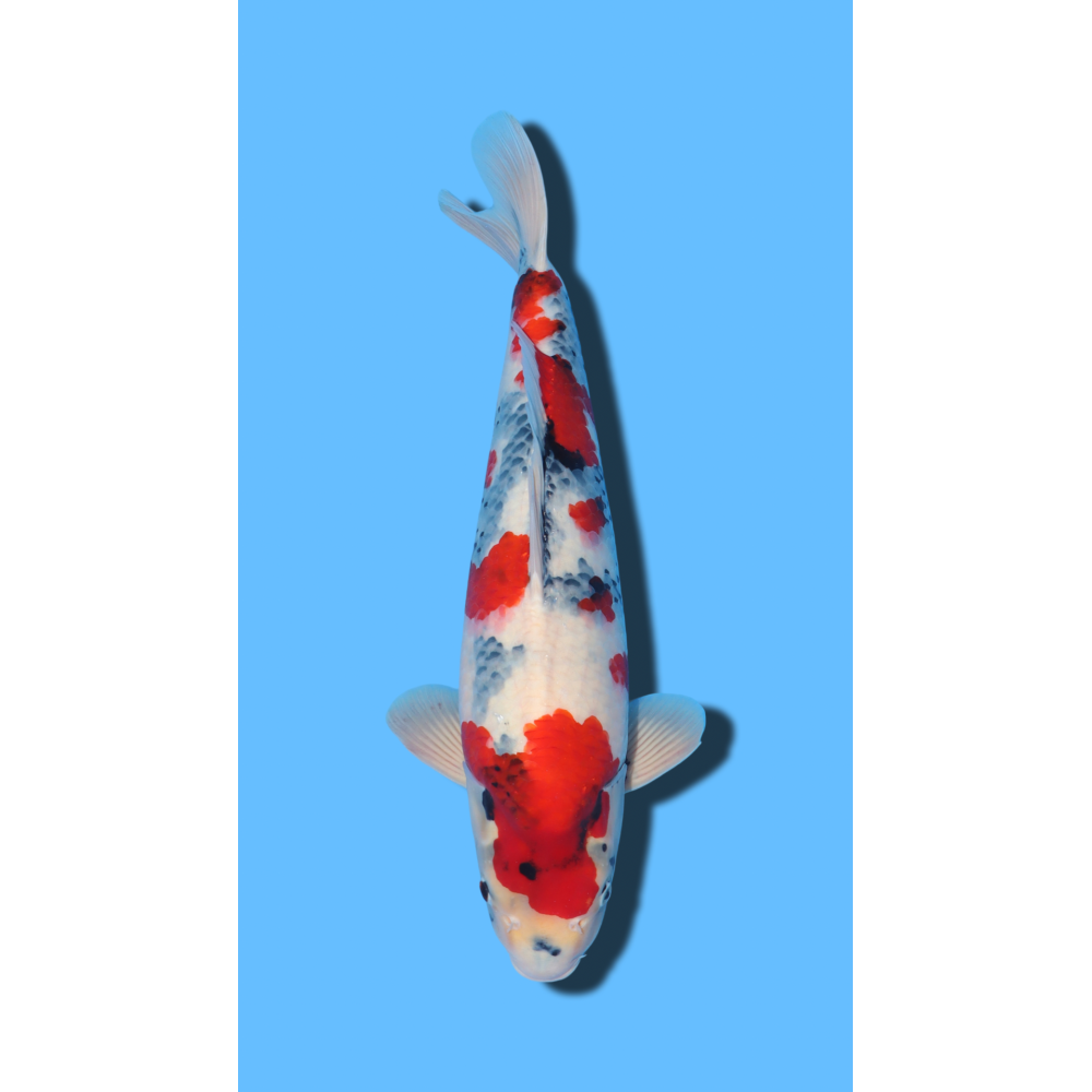 KINDAI SHOWA nisai Kaze Koi Farm