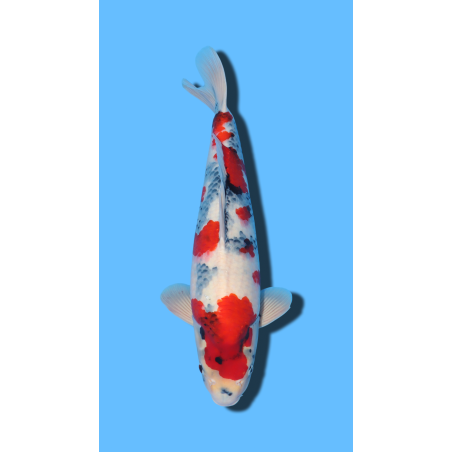 KINDAI SHOWA nisai Kaze Koi Farm