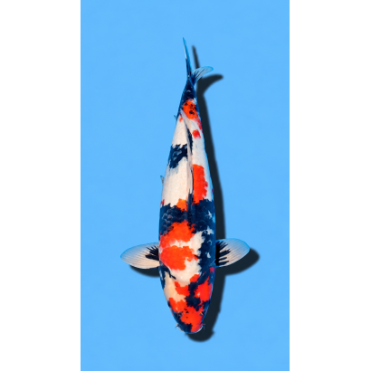 SHOWA nisai HIROI Koi Farm