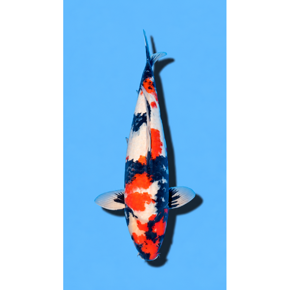 SHOWA nisai HIROI Koi Farm