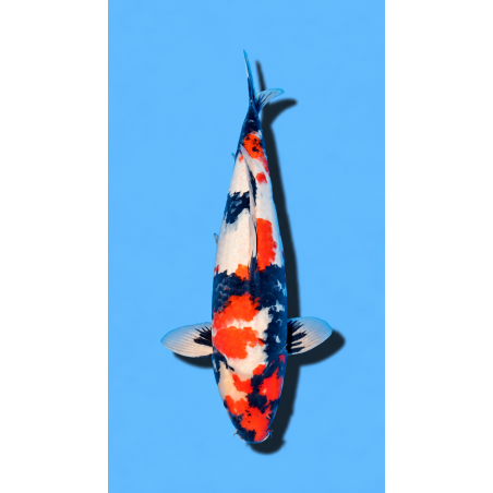 SHOWA nisai HIROI Koi Farm