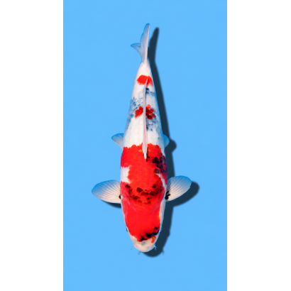 SHOWA nisai HIROI Koi Farm