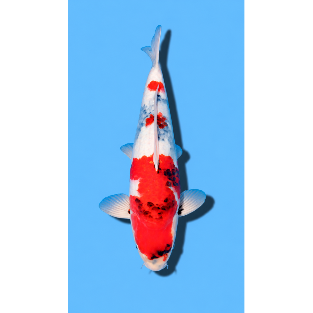 SHOWA nisai HIROI Koi Farm