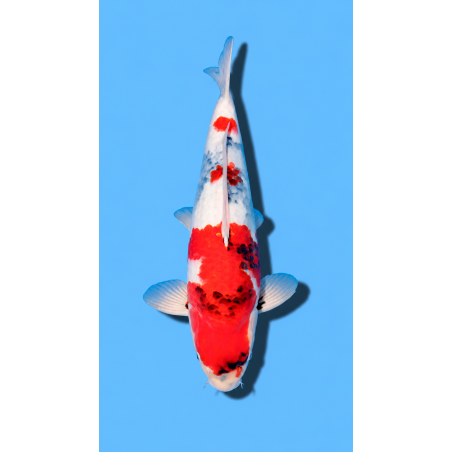 SHOWA nisai HIROI Koi Farm