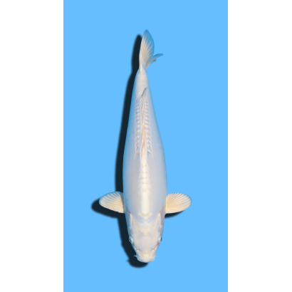 Doitsu Platinum nisai Marusaka Koi Farm