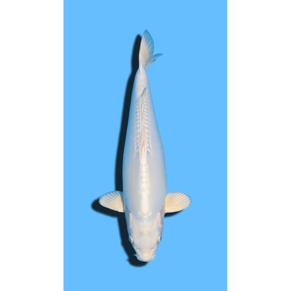 Doitsu Platinum nisai Marusaka Koi Farm