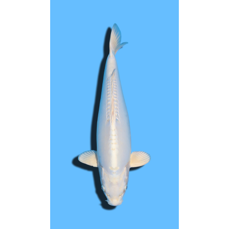 Doitsu Platinum nisai Marusaka Koi Farm