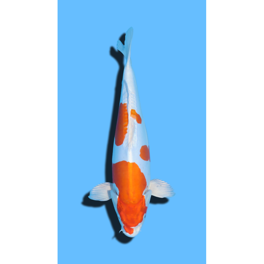 KIKUSUI nisai Marusaka Koi Farm