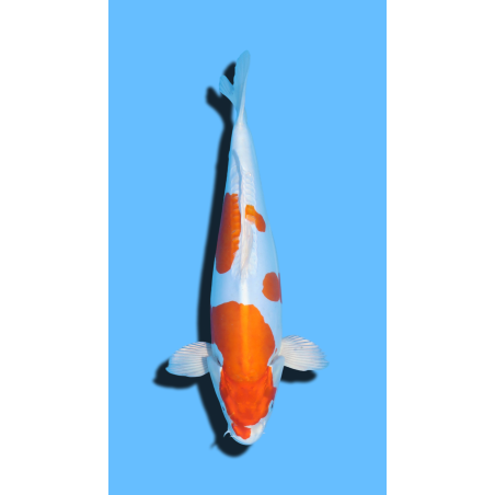 KIKUSUI nisai Marusaka Koi Farm