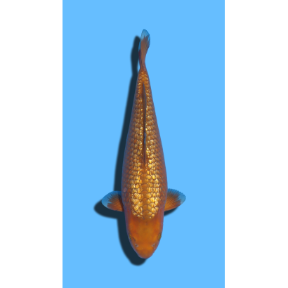 GINRIN CHAGOI nisai Marusaka Koi Farm