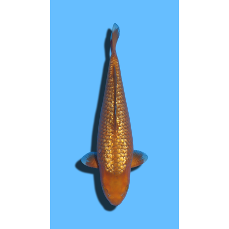 GINRIN CHAGOI nisai Marusaka Koi Farm