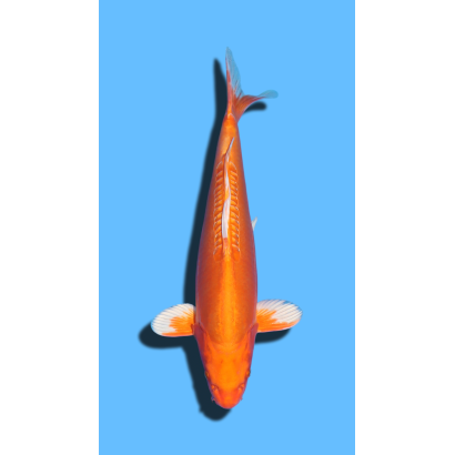 Doitsu orenji ogon  nisai Marusaka Koi Farm