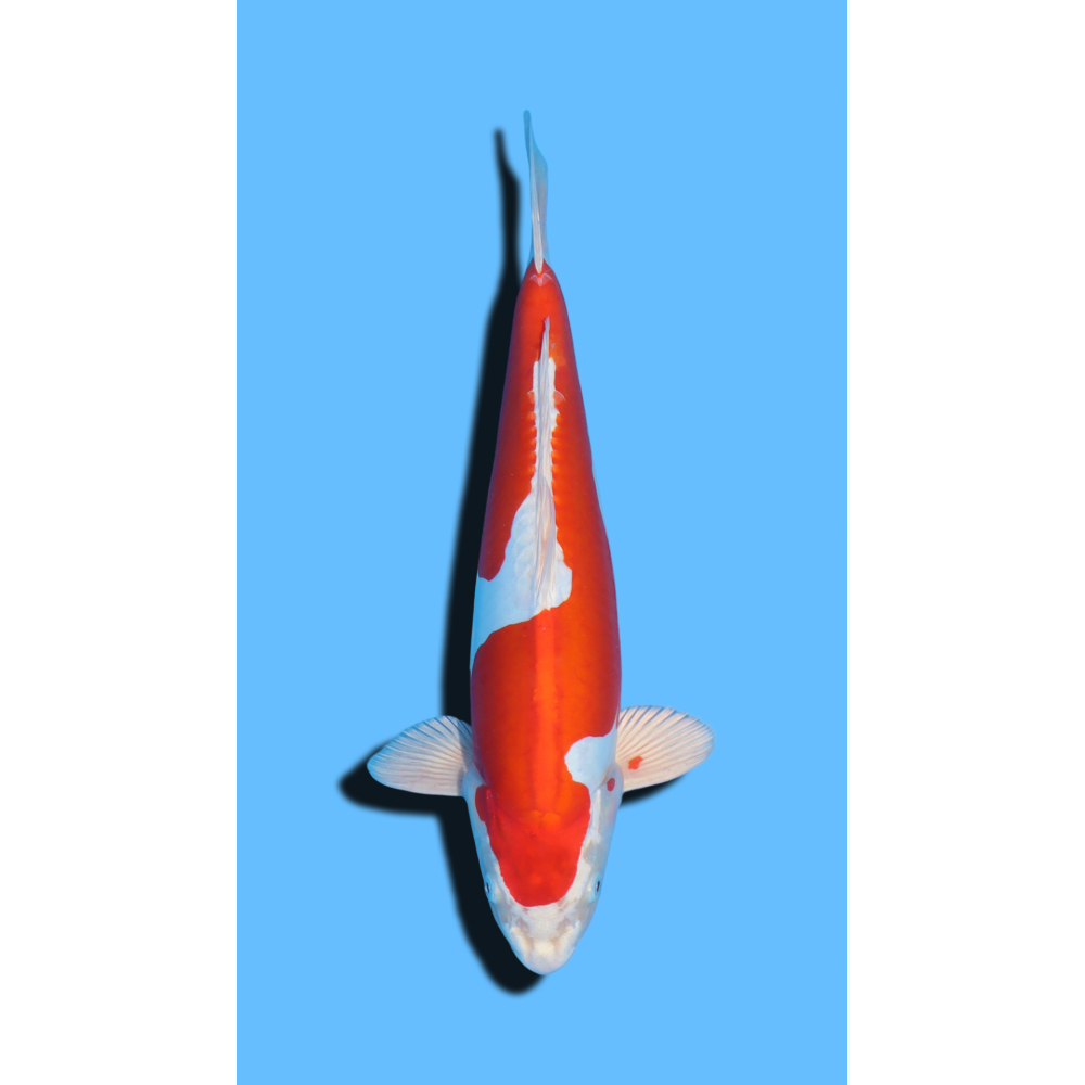 KIKUSUI  nisai Marusaka Koi Farm