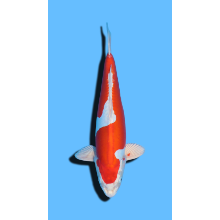 KIKUSUI  nisai Marusaka Koi Farm