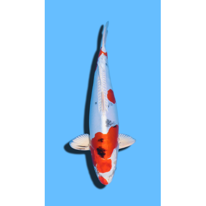 HEISEI NISHIKI  nisai Marusaka Koi Farm