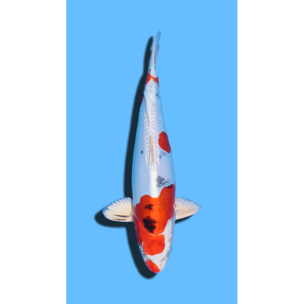 HEISEI NISHIKI  nisai Marusaka Koi Farm