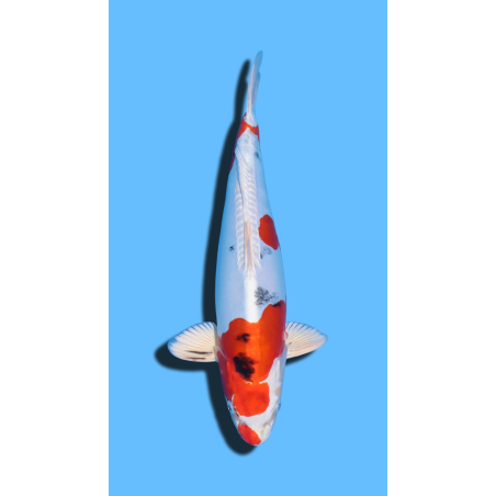 HEISEI NISHIKI  nisai Marusaka Koi Farm