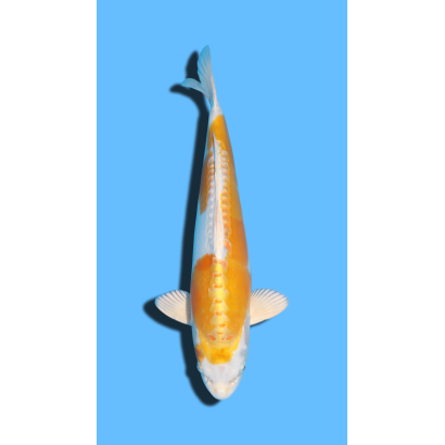 DOITSU HARIWAKE  nisai Marusaka Koi Farm
