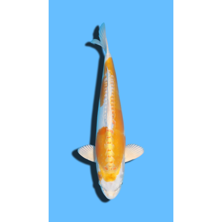 DOITSU HARIWAKE  nisai Marusaka Koi Farm
