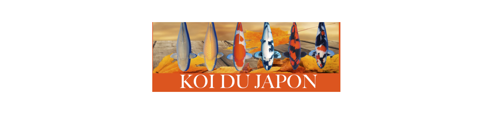 carpe koi japonais